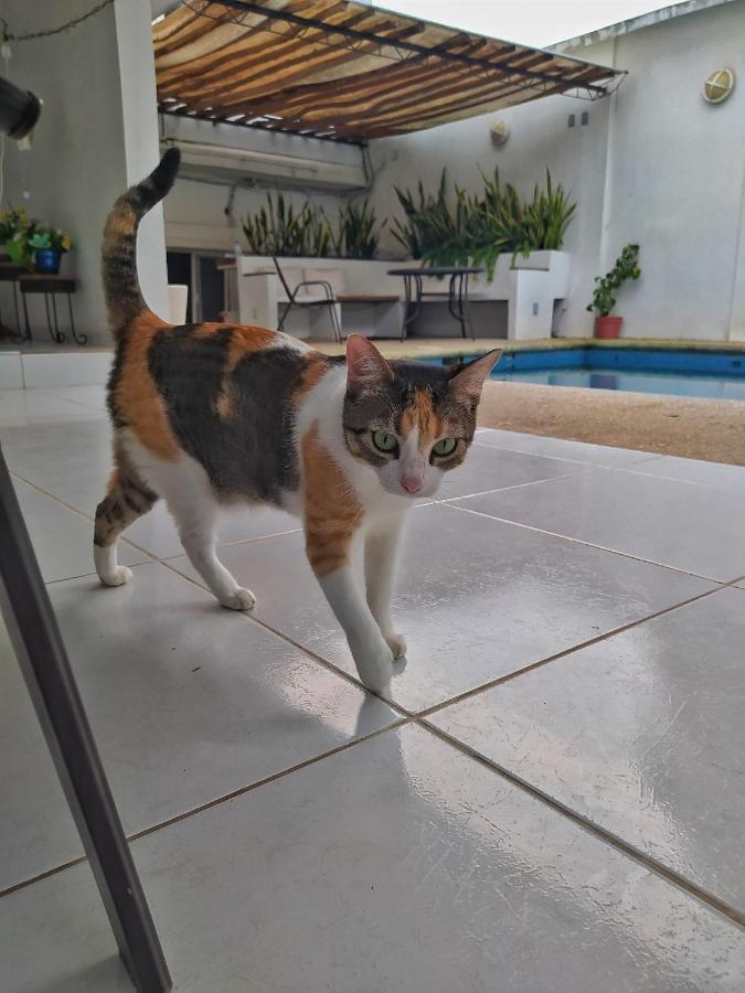 Casssa Vlanca Hotel Palenque Eksteriør billede